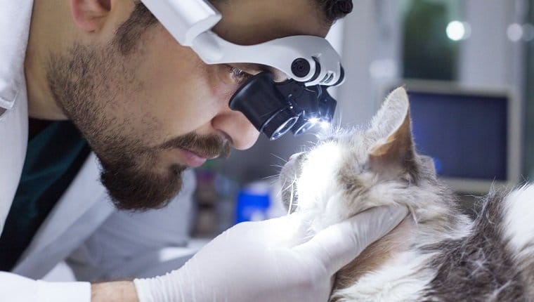Ectropion ojo caido en gatos sintomas causas y tratamientos