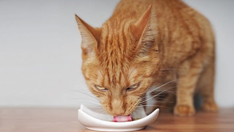 Reaccion gastrointestinal a alimentos en gatos sintomas causas y tratamientos