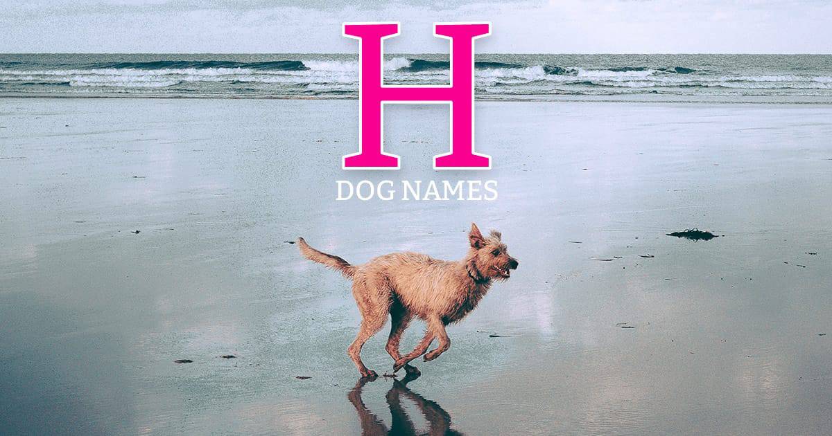 h dog names