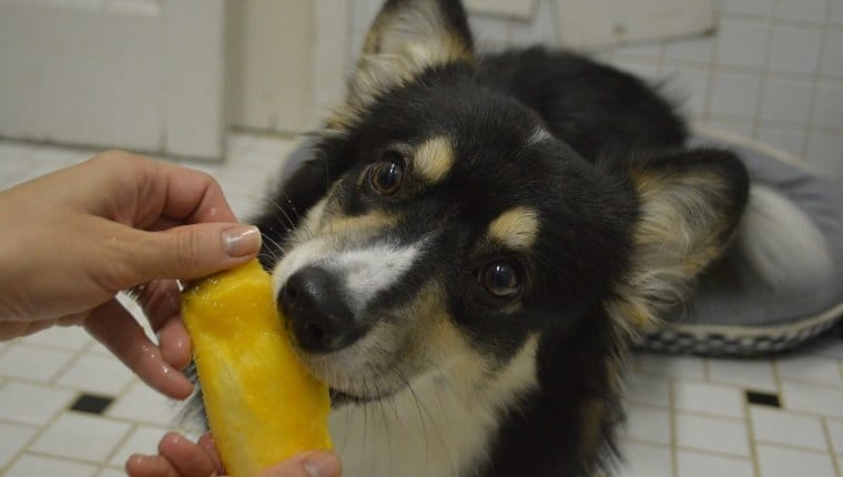 Pueden los perros comer mango ¿La funda es segura para
