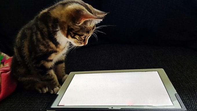 Un lindo gatito está jugando en una tableta
