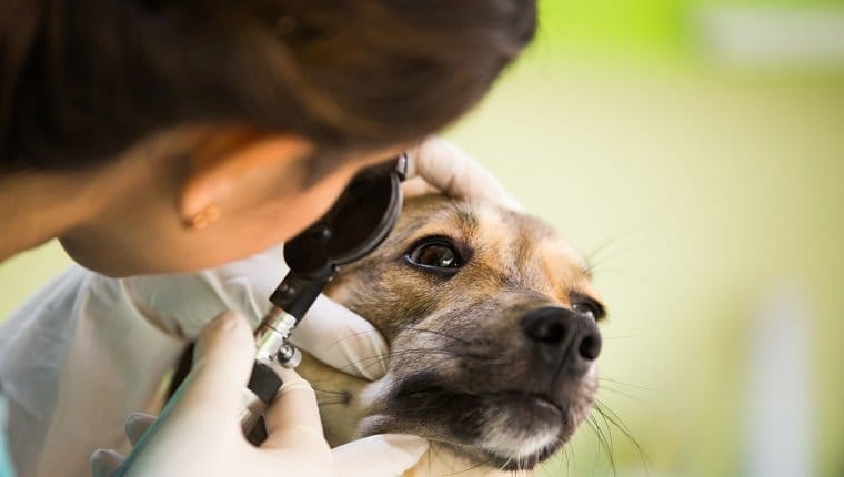 Enfermedades de la cuenca del ojo en perros sintomas causas