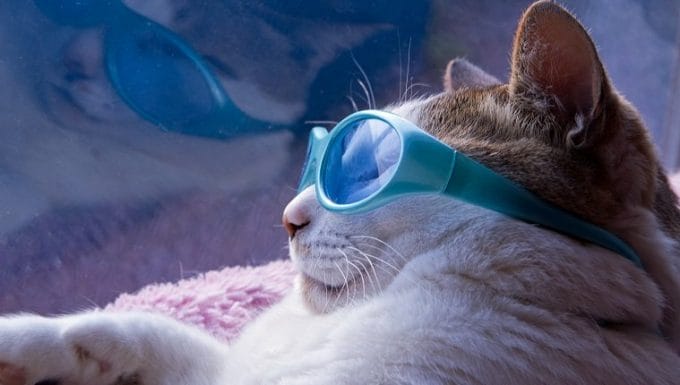Gafas de sol de gato en verano