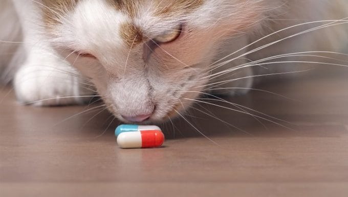 Lindo gato atigrado olfatea cápsulas de medicina.
