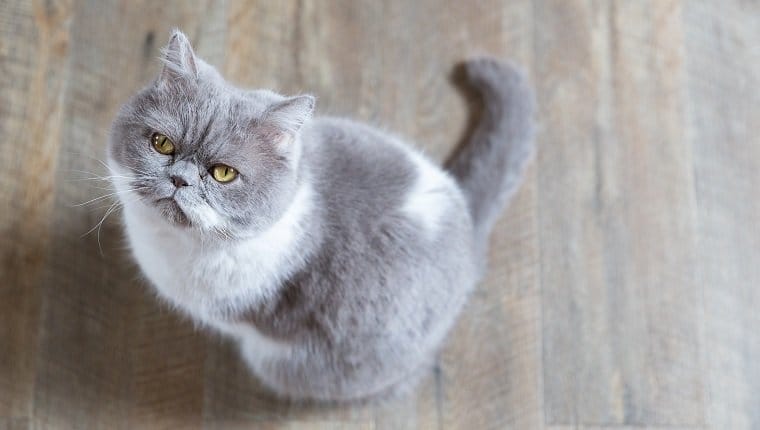 Sindrome de Chediak Higashi en gatos sintomas causas y tratamientos