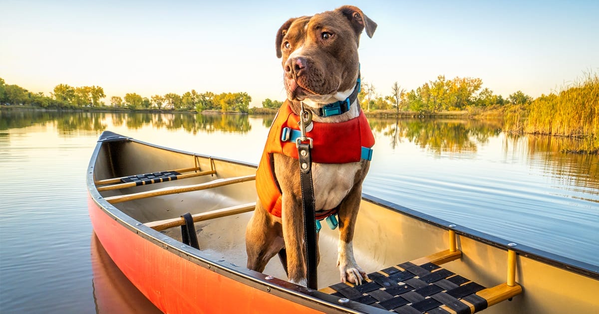dog in canoe feature