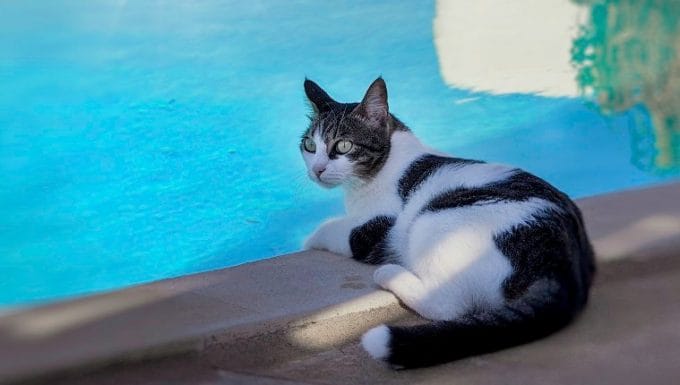 Colorido gato blanco y negro l relajándose cerca de la piscina.  Imagen de archivo.