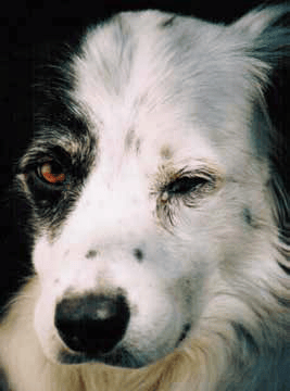 dog eye discharge