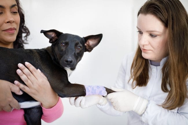 1660598239 820 Avulsion del plexo braquial en perros sintomas causas y tratamientos