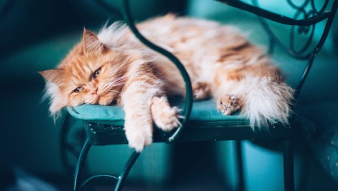 Alteraciones electroliticas en gatos sintomas causas y tratamientos