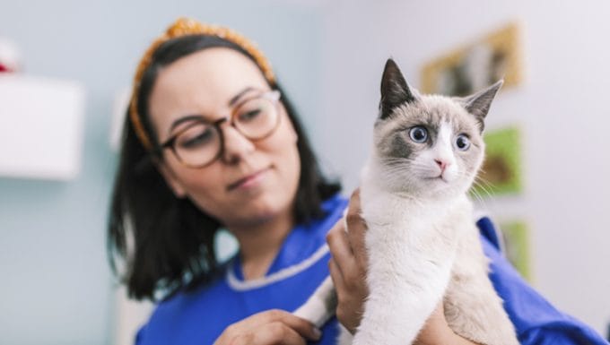 Citauxzoonosis en gatos sintomas causas y tratamientos