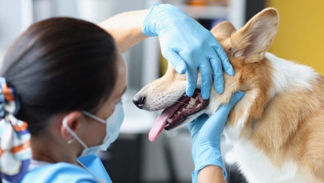 Fracturas maxilares y mandibulares en perros sintomas causas y tratamientos