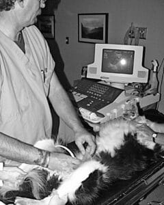perro recibiendo ultrasonido