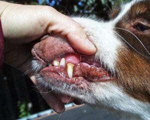 enfermedad de las encías en perros