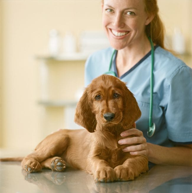 1664227986 952 Enteropatia sensible al gluten en perros sintomas causas y tratamientos
