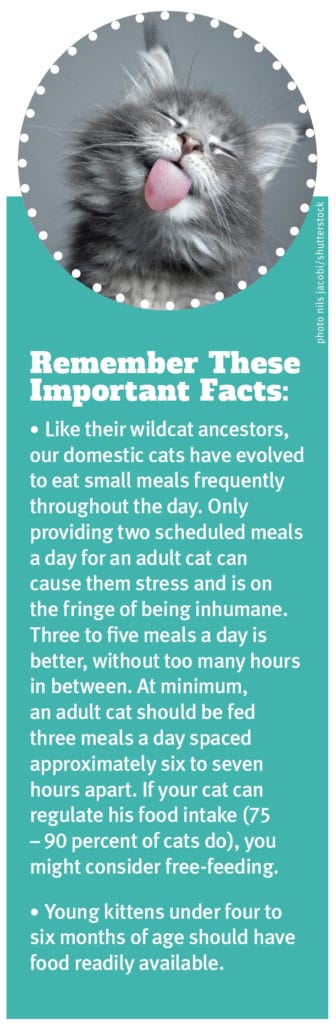Datos importantes sobre la alimentación de su gato