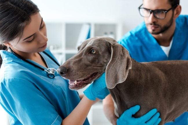 1666820897 116 Hernia diafragmatica en perros sintomas causas y tratamientos
