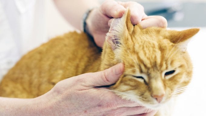 Adenocarcinoma en gatos sintomas causas y tratamientos