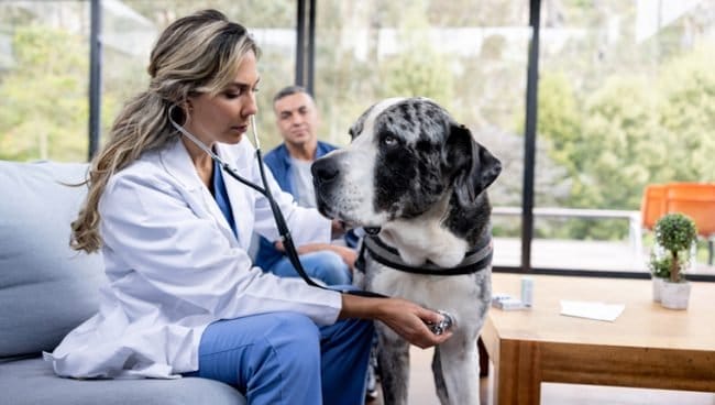 Bloqueo cardiaco completo en perros sintomas causas y tratamientos