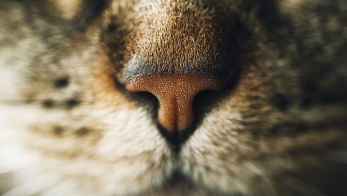 Dermatosis nasales en gatos sintomas causas y tratamientos