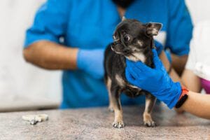 Los veterinarios limpian las glándulas paraanales de un perro en una clínica veterinaria.  Un procedimiento necesario para la salud de los perros.  Cuidado de mascotas