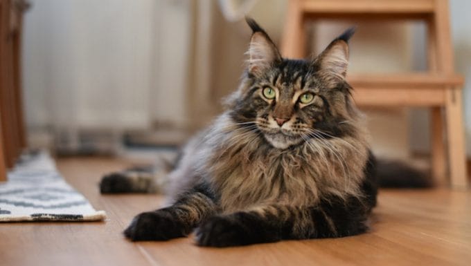 Sordera en gatos sintomas causas y tratamientos
