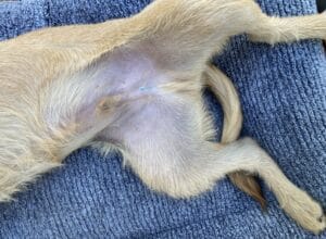 Tatuajes de esterilización y castración de perros