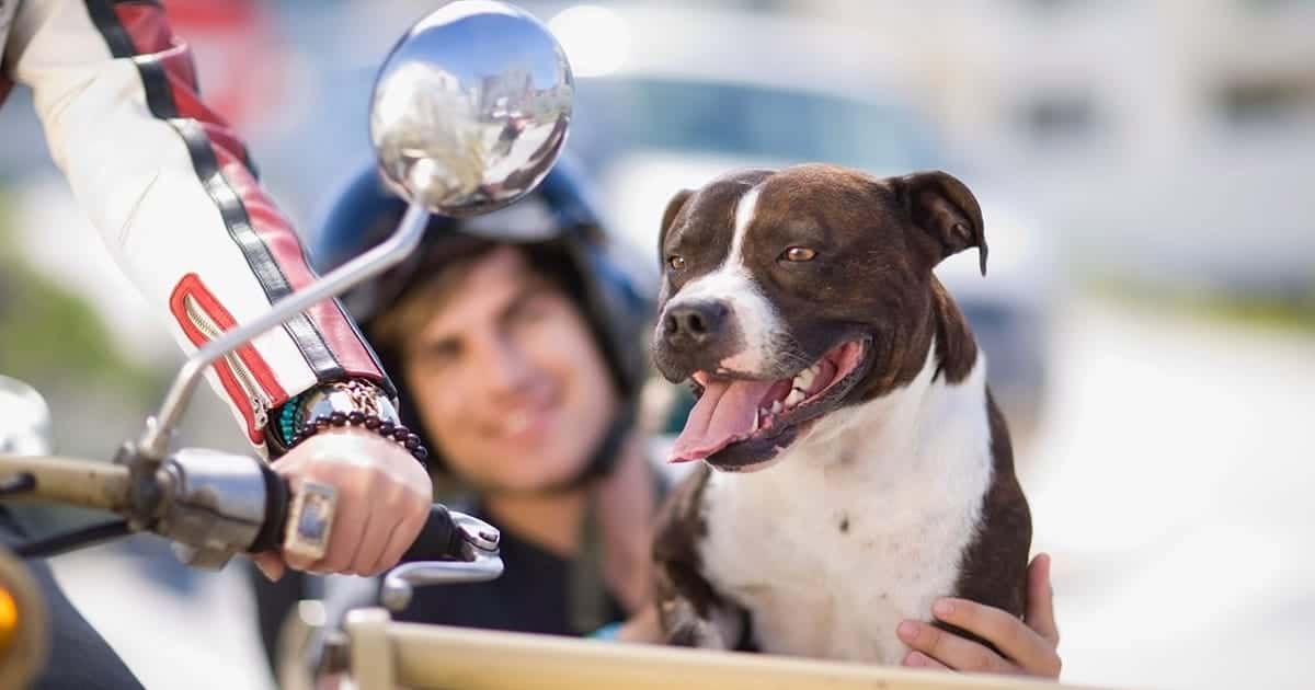 dog with motorcycle feature