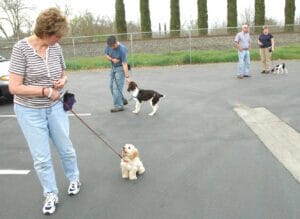 Adiestramiento canino para principiantes