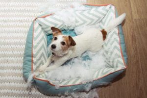 concepto de desobediencia de la travesura del perro.  jack russell terrier destruyó una cama mullida para mascotas.