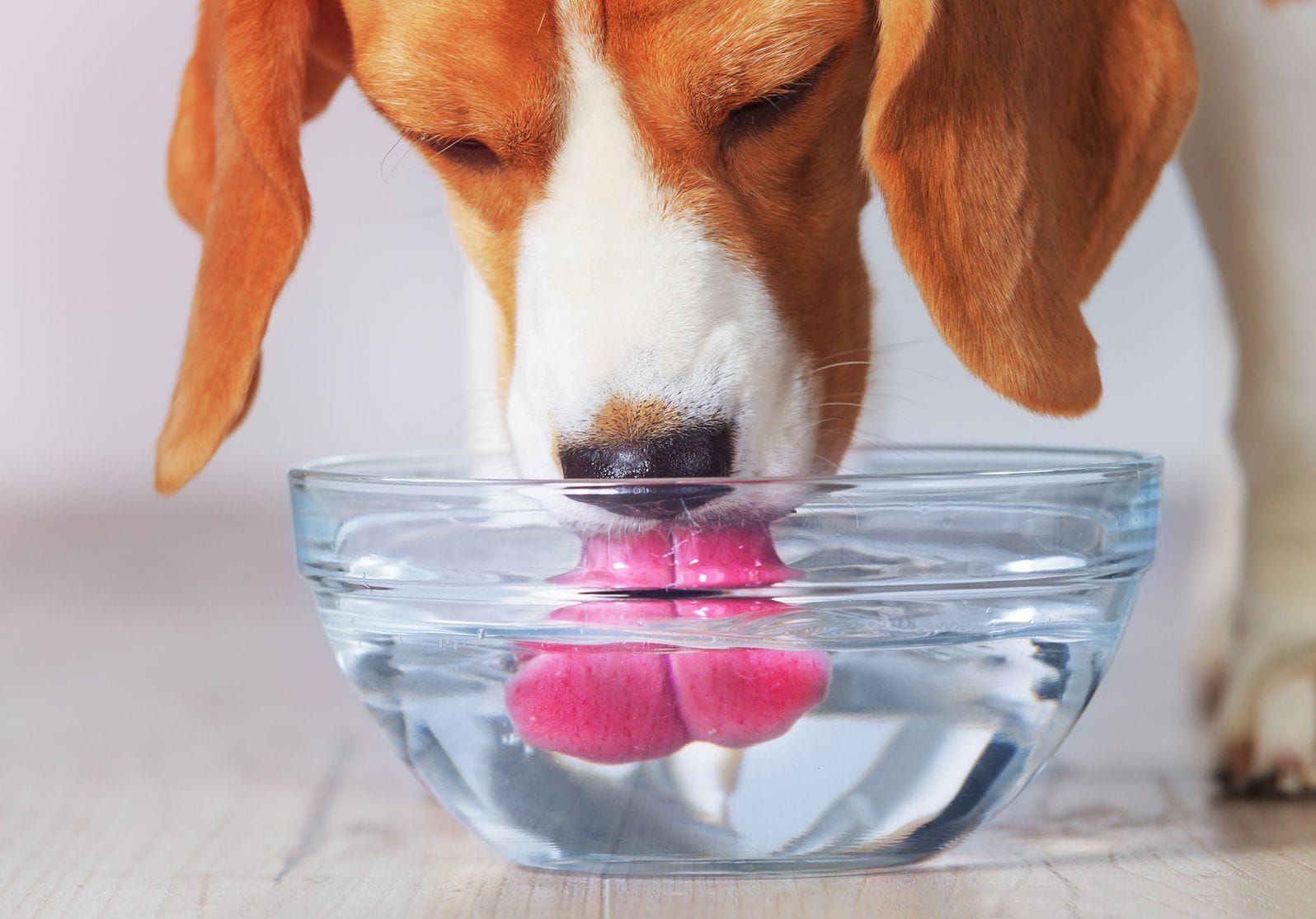 dog drinking water.jpg.optimal