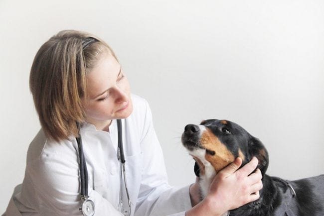 1671228952 473 Toxicidad renal inducida por farmacos en perros sintomas causas y