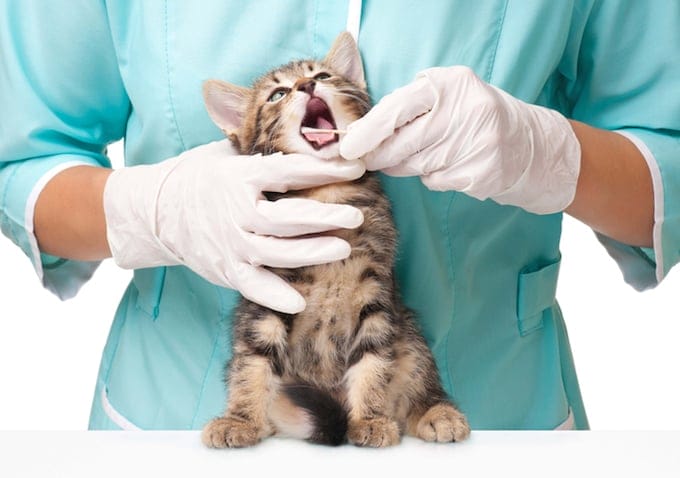 1671574528 701 Encias agrandadas en gatos sintomas causas y tratamientos
