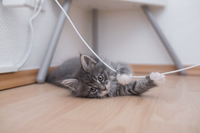 1671920257 142 Lesion por mordedura de cable electrico en gatos sintomas causas