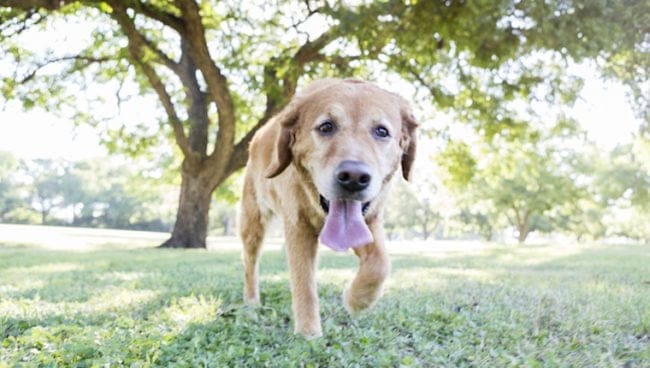 Acumulacion de acido lactico en perros sintomas causas y tratamientos