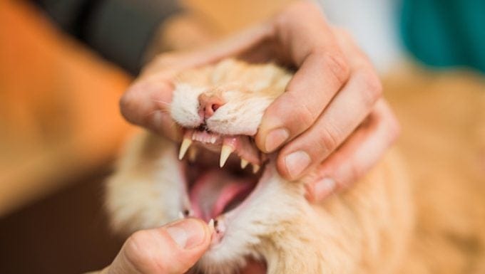 Encias agrandadas en gatos sintomas causas y tratamientos