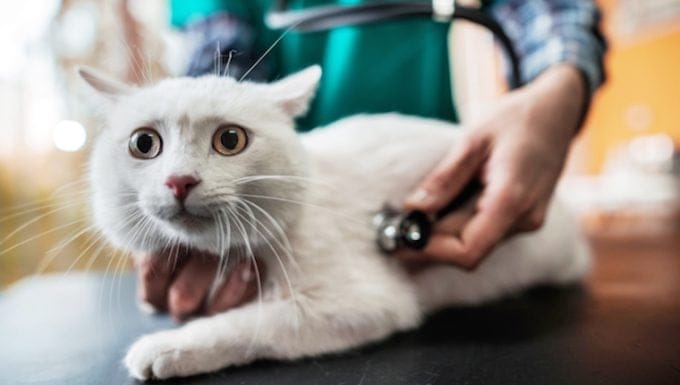 Higado agrandado en gatos sintomas causas y tratamientos