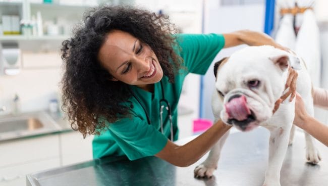 Inflamacion renal por acumulacion de liquidos en perros sintomas causas