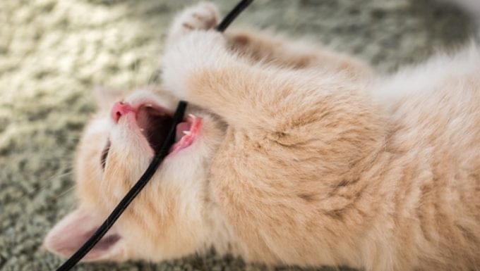 Lesion por mordedura de cable electrico en gatos sintomas causas
