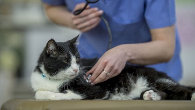 Miocardiopatia dilatada en gatos sintomas causas y tratamientos