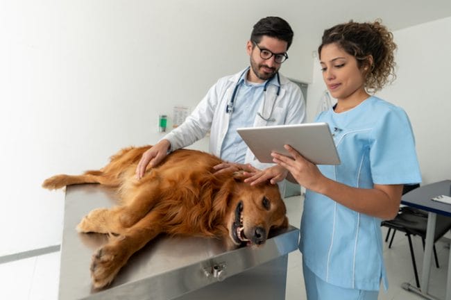 Problemas de filtracion renal en perros sintomas causas y tratamientos