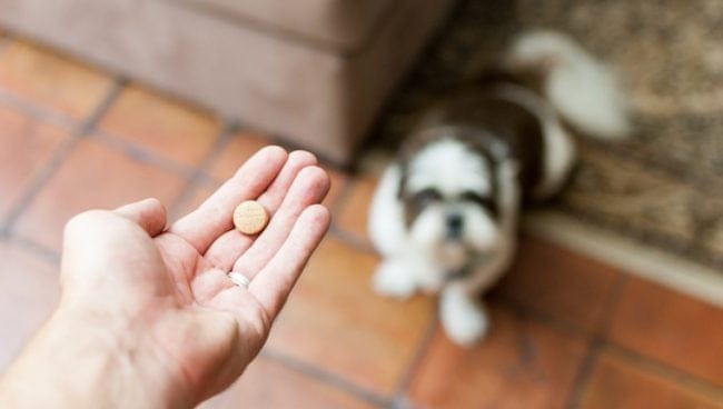Toxicidad renal inducida por farmacos en perros sintomas causas y