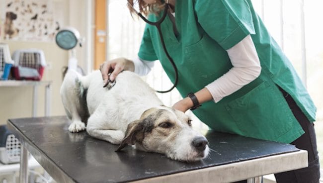 Urolitiasis por estruvita en perros sintomas causas y tratamientos