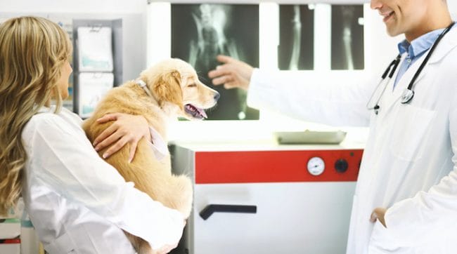 1673043998 47 Enfermedad renal por quistes multiples en perros sintomas causas y