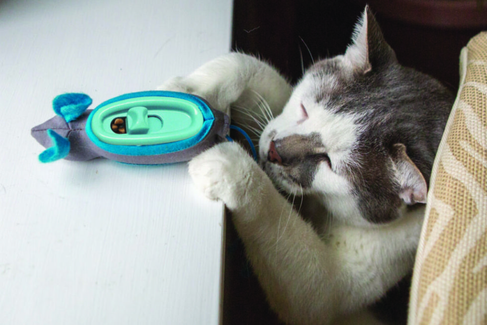 El gato juega con el juguete alimentador de Doc y Phoebe