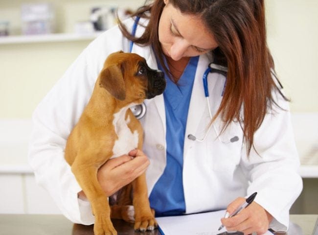 Cancer de pulmon Adenocarcinoma en perros sintomas causas y tratamientos