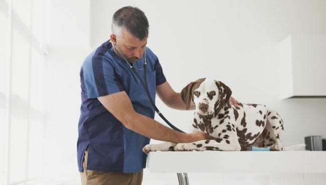 Cancer de pulmon carcinoma de celulas escamosas en perros sintomas