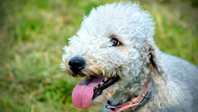 Insuficiencia hepatica aguda en perros sintomas causas y tratamientos
