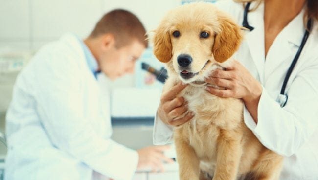 Linfadenitis en perros sintomas causas y tratamientos