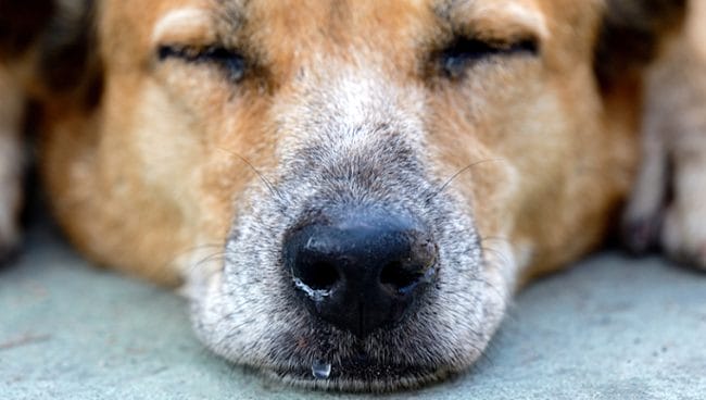 Sindrome de Fanconi en perros sintomas causas y tratamientos